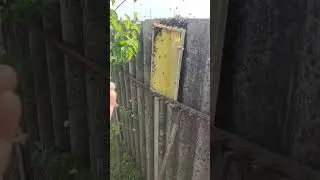Как ЗАБРАТЬ ПЧЕЛИНЫЙ РОЙ ЕСЛИ ОН СЕЛ В НЕУДОБНОМ МЕСТЕ и его невозможно струсить в ящик ☝️🐝🐝