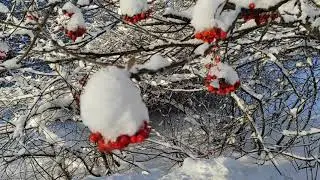 #Рябина