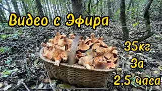 Видео с неудавшегося эфира!море разных грибов!сумасшедшее грибное место!тихая охота 2023!