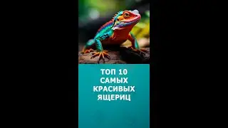 Топ 10 самых красивых ящериц 