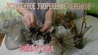 Ошеломляющий результат ускоренного проращивания черенков винограда.Укоренение черенков винограда ч.2