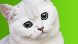 [Урок] Как поменять фон у изображения в Photoshop