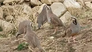 Keklik avi chicken partridge tovuqli keklik میتیس کبک مرغ