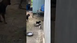 Dogs Protecting their puppies from snake 