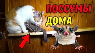 Сахарные поссумы (белки летяги) в доме