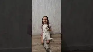 #кошка