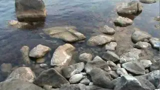 Крабики/дельфинчики