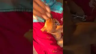 😈👿 Don't touch 😈😈 Maruthu - Kombai Puppy