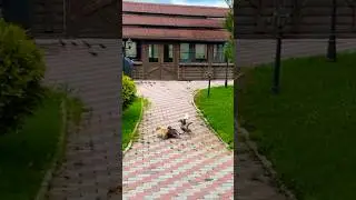 Сколько утят насчитали?😂 