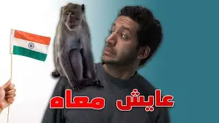 القرود عايشة في البيت عادي !