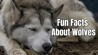 Amazing Facts About Wolves You Didn’t Know