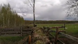 Первые выпасы коров / Подготовка к посевной / Анонс видео