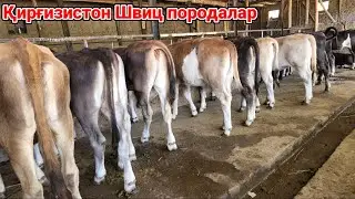 Швиц ғуножин КУЧАТ бузоқлар сотилади