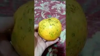 дыня сама пожелтела