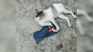 Stealing from a Cat is HARD || it’s not about my omitted filthy slippers, it’s about TERRITORIALITY
