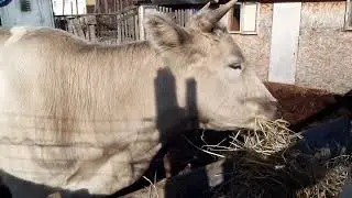 Козел покрывает козу🐐