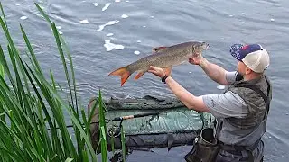Float fishing for big Barbel on the Trent
