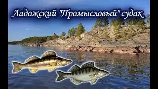 Ладожский промысел. Судак. Русская Рыбалка.