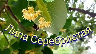 Липа Серебристая в цвету!