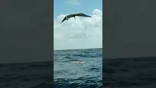 Летучие рыбы: между небом и морем 