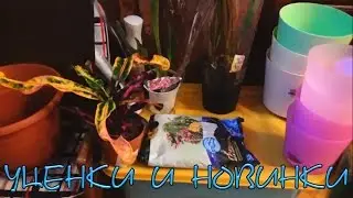 Орхидеи из уценки и другие цветочные покупки
