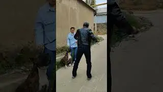 Агрессивный СТАФФОРД