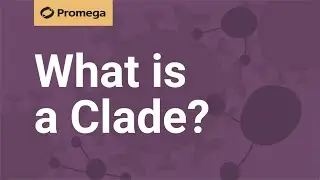 What is a Clade?