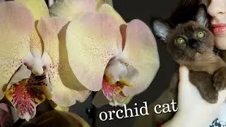 Корни орхидей прут как дурные  🌿 Бесят орхи Мандала Попугай ⏬ Отзыв об удобрении Peters Prof-l