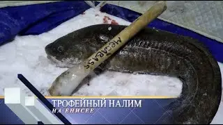 ТРОФЕЙ И ТАЗИК ИКРЫ на Енисее