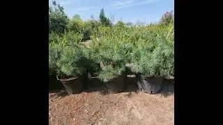 26 мая 2023 г. Кедровый стланик