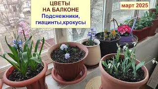 Цветы на балконе. Цветение подснежников, крокусов, гиацинтов. Март 2026