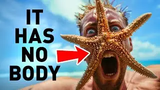 Starfish Are Heads That Can Crawl + Other Animal Facts