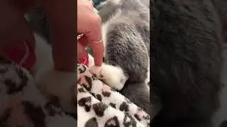 Котик болдеет 😂