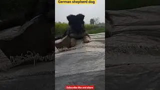 German shepherd dog 🐕#shorts #shortsfeed #shortvideo #trending #ytshorts #animals #doglover