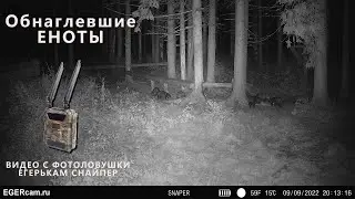 Обнаглевшие еноты ... Фтоловушка ЕГЕРЬКАМ Снайпер