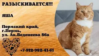 Пропал кот! ЯША. Пермский край, г.Пермь.