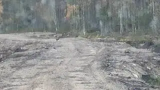 Глухарь  в Карелии !!