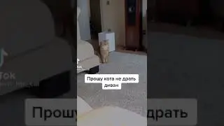 Прошу кота не драть диван. Надеюсь это не проблема. Кот всё равно дерёт диван. 