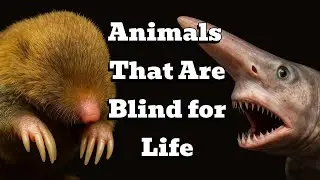 10 Animals That Are Blind for Life – You Won’t Believe #1!  🐠