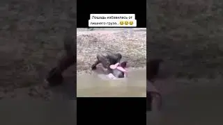 ЛОШАДЬ скинула ЖЕНЩИНУ