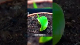 Как вырастить банан на балконе 😳🍌