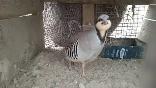 Кабки хонаги Кабки маст аввали бахор