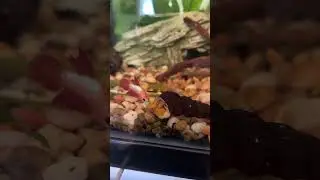 Rabbit Snail in Betta Sorority Tank #shorts