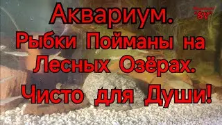 АКВАРИУМ С КАРАСЯМИ И ВЕРХОВОДКОЙ. ВСЕ ПОЙМАНЫ НА ЛЕСНЫХ ОЗЁРАХ. РЫБАЛКА.