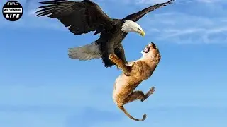 This Is Why The Eagle Uses Its Claws To Attack And Catch The Lion In The Sky | Animal Fight