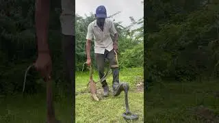 Rescue operation in Rajsamand: monitor lizard and multiple snakes saved