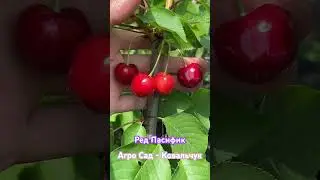 Черешня Ред Пасифик - Агро Сад 2024