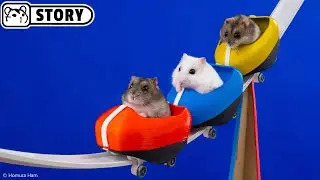 Hamsters on the World's Largest Roller Coaster in the Amusement Park Maze - Shorts 🐹 Homura Ham