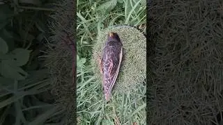 Обзор СКВОРЕЦ 🤘🤘🤘