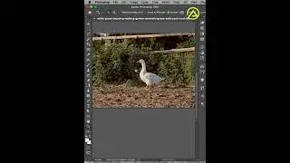 Content Aware Move Tool in Photoshop